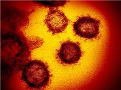 Virus corona nhảy vọt về khả năng đột biến
